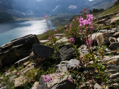 Lac de Salanfe